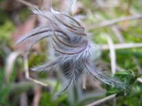 anémone pulsatile anémone pulsatile